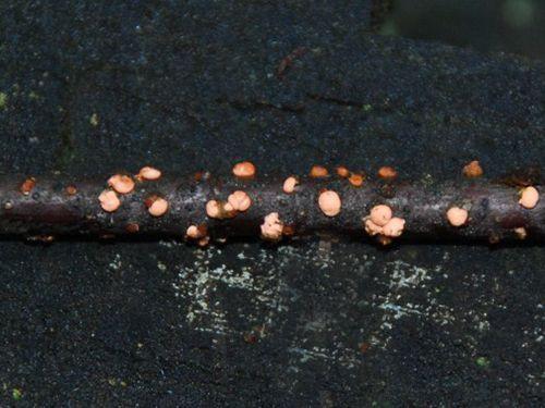 Как бороться с болезнями смородины осенью. Разберем основные и часто встречаемые болезни смородины