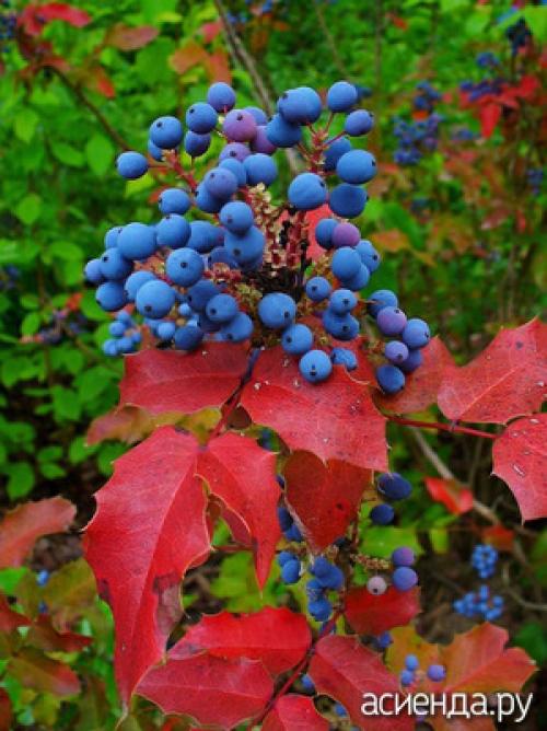 Какие декоративные и ягодные кустарники лучше всего подходят для осеннего украшения сада. Лучшие кустарники для украшения осеннего сада