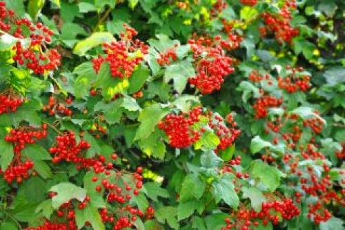 Как использовать ягодные кустарники для создания осенних композиций. Выбор плодовых и ягодных кустарников для живой изгороди