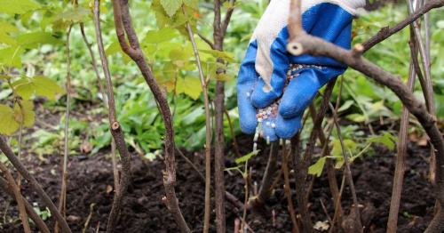 Как правильно определить дозировку удобрений для ягодных растений. Нюансы подкормок определенных ягодных культур