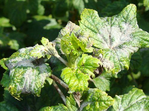 Как бороться с болезнями смородины осенью. Разберем основные и часто встречаемые болезни смородины