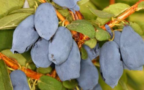 Можно ли посадить декоративные или ягодные кустарники осенью, и если да то как это сделать. Ягодные кустарники