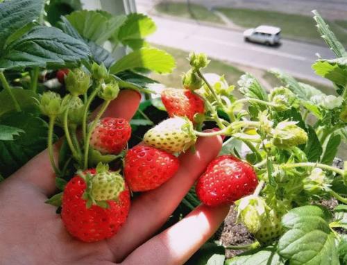 Как вырастить клубнику дома на подоконнике. Выращивание клубники на подоконнике круглый год, отзывы