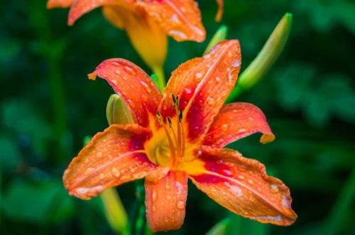 Я всегда соблюдаю эти золотые правила пересадки лилий осенью. И соседи приходят любоваться моими цветами