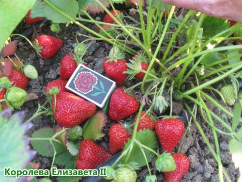 Как вырастить клубнику дома на подоконнике. Выращивание клубники на подоконнике круглый год, отзывы