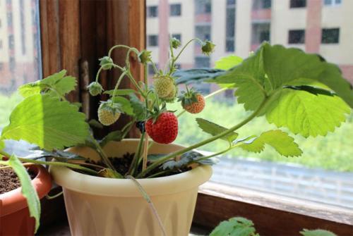 Как вырастить клубнику дома на подоконнике. Выращивание клубники на подоконнике круглый год, отзывы