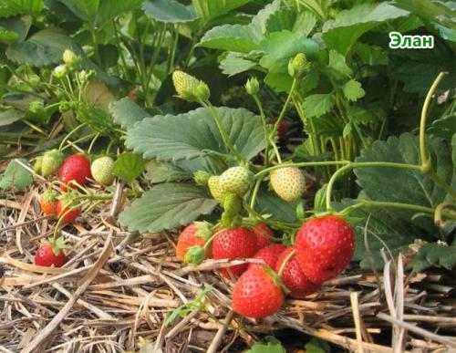 Как вырастить клубнику дома на подоконнике. Выращивание клубники на подоконнике круглый год, отзывы