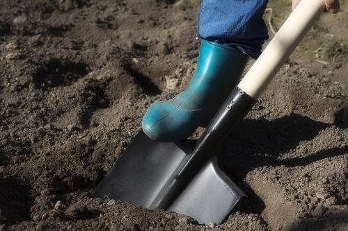 Секреты выращивания лилий. Выращивание лилий в открытом грунте: правила и советы