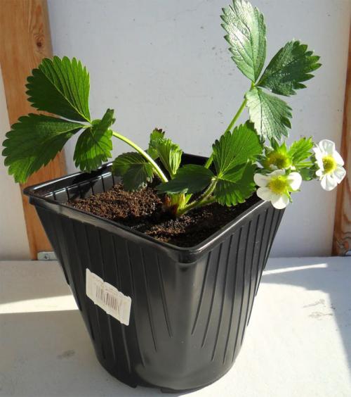 Как вырастить клубнику дома на подоконнике. Выращивание клубники на подоконнике круглый год, отзывы