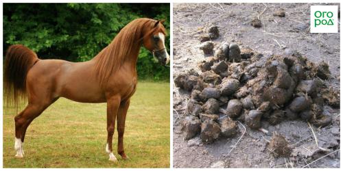 Что удобрять новозом осенью. Добавление статьи в новую подборку 02