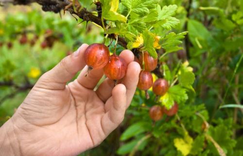 Какие последствия могут быть, если не подкармливать ягодные кусты осенью. Все секреты осенней подкормки ягодных кустарников