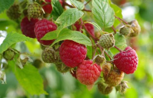 Какие последствия могут быть, если не подкармливать ягодные кусты осенью. Все секреты осенней подкормки ягодных кустарников