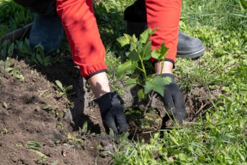 Как правильно подготовить почву для посадки смородины, чтобы она выросла крупной и сладкой. Правил. Правильная посадка смородины