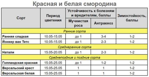Какие болезни могут поражать смородину, и как их предотвратить. Профилактика болезней смородины и борьба с ними