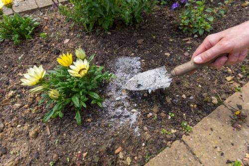 Какие ошибки чаще всего допускают садоводы при осеннем удобрении кустарников. Подкормки не входят в осенний уход за цветником