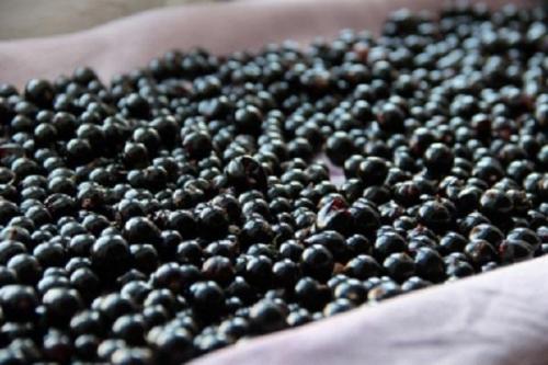 Как хранить собранный урожай смородины, чтобы сохранить её сладость и свежесть. Как в свежем виде сохранить черную смородину, срок годности