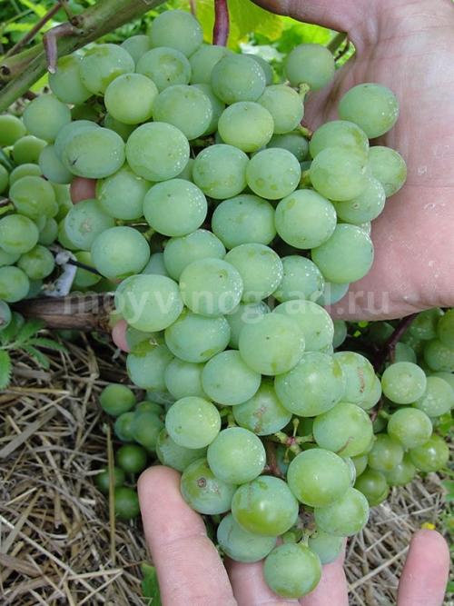 Супага виноград. Виноград супага: описание сорта, достоинства и недостатки, особенности выращивания, фото