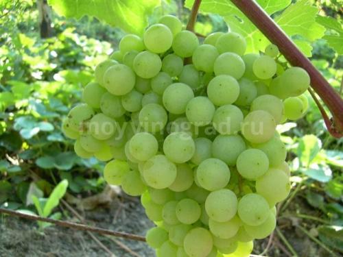 Супага виноград. Виноград супага: описание сорта, достоинства и недостатки, особенности выращивания, фото