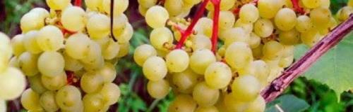 Супага виноград. Виноград супага: описание сорта, достоинства и недостатки, особенности выращивания, фото