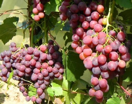 Виноград вардува описание сорта. Эти Винограды прощает ошибки, дают Отличный и Вкусный урожай даже у начинающих садоводов. Рассказываю, почему именно эти сорта 13