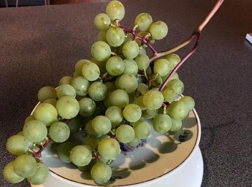 Супага виноград. Виноград супага: описание сорта, достоинства и недостатки, особенности выращивания, фото