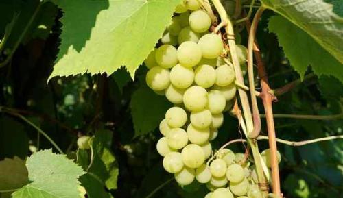 Виноград гайлюне. Виноград сорт Шасла Гайлюнаса: описание, выращивание, отзывы садоводов
