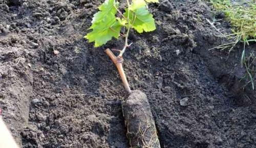 Виноград гайлюне. Виноград сорт Шасла Гайлюнаса: описание, выращивание, отзывы садоводов