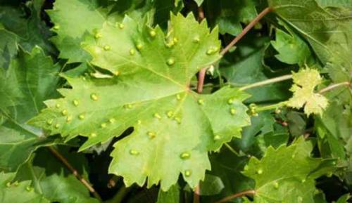 Виноград гайлюне. Виноград сорт Шасла Гайлюнаса: описание, выращивание, отзывы садоводов