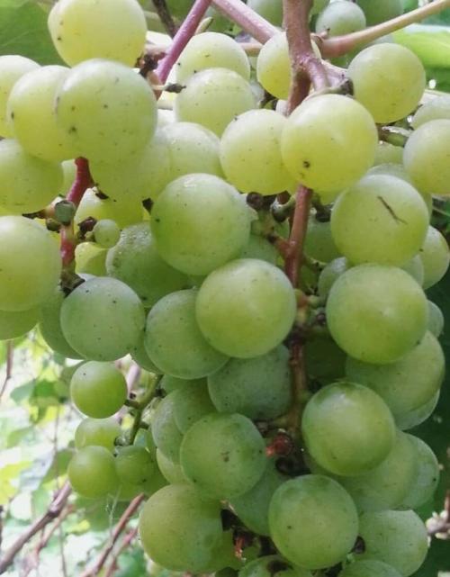 Супага виноград. Виноград супага: описание сорта, достоинства и недостатки, особенности выращивания, фото