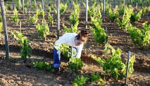 Виноград гайлюне. Виноград сорт Шасла Гайлюнаса: описание, выращивание, отзывы садоводов