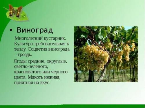 Описание винограда