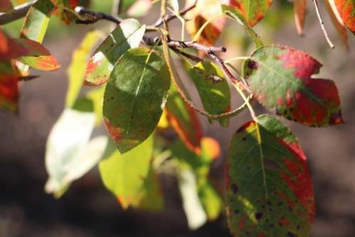 Как правильно определить, какие питательные вещества не хватает вашему плодовому дереву. По каким признакам можно определить недостаток питательных веществ