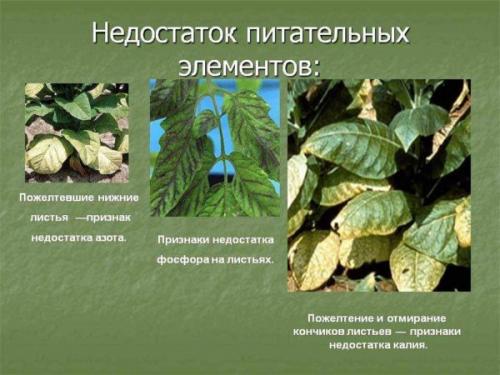Как правильно определить, какие питательные вещества не хватает вашему плодовому дереву. По каким признакам можно определить недостаток питательных веществ