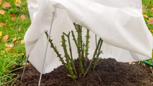 Какие цветы сажают в ноябре. Советы садоводам: какие цветы лучше посадить в ноябре?