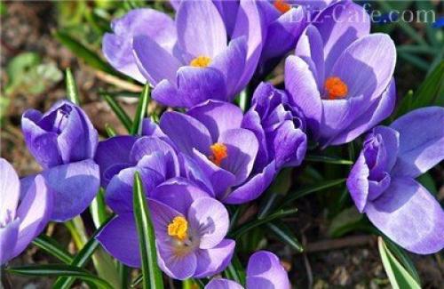 Посадка осенние цветы. Календарь посадок осенью 11