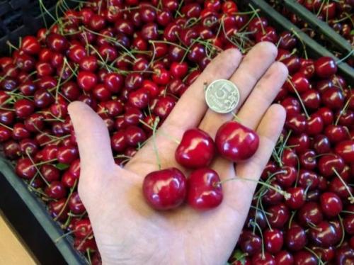 Сорта черешни крупноплодная. Черешня крупноплодная: особенности субкультуры