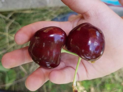 Сорта черешни крупноплодная. Черешня крупноплодная: особенности субкультуры