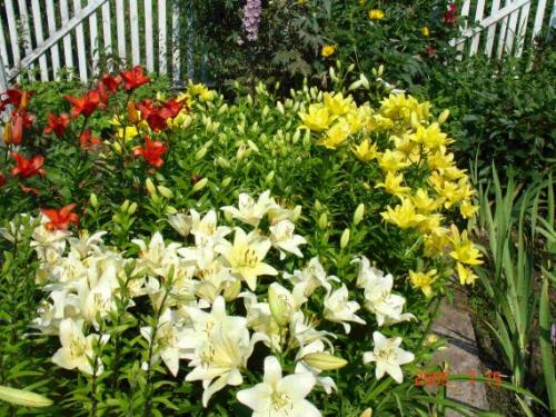 Когда пересаживать лилии в сибири. Пересадка лилий осенью: когда и как посадить правильно