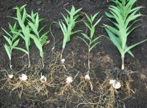 Когда пересаживать лилии в сибири. Пересадка лилий осенью: когда и как посадить правильно