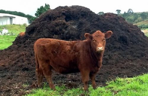 Как вносить навоз осенью под перекопку сад и огород. Как вносить навоз осенью под перекопку 07 Как вносить навоз осенью под перекопку сад и огород. Как вносить навоз осенью под перекопку 07