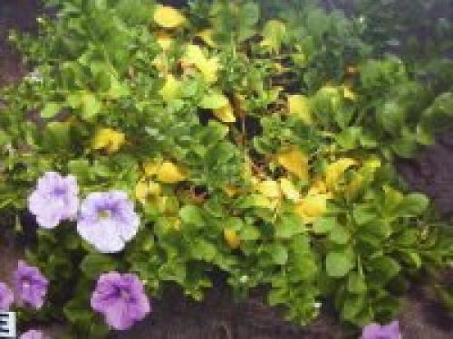 Какие признаки того, что растению не хватает питательных веществ. Дефицит определенного элемента провоцирует характерные симптомы: