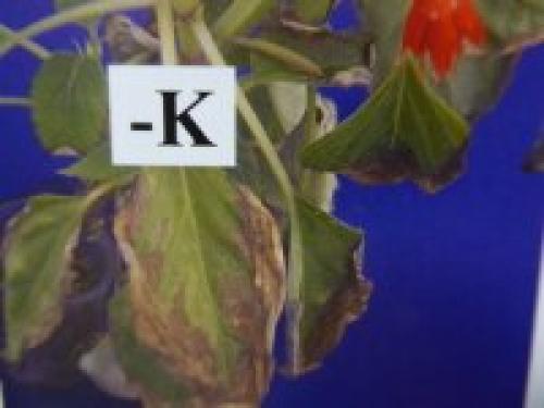 Какие признаки того, что растению не хватает питательных веществ. Дефицит определенного элемента провоцирует характерные симптомы: