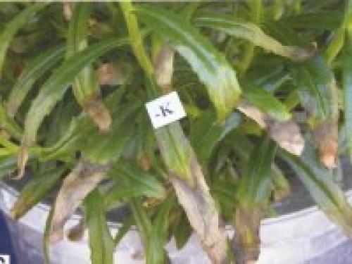 Какие признаки того, что растению не хватает питательных веществ. Дефицит определенного элемента провоцирует характерные симптомы: