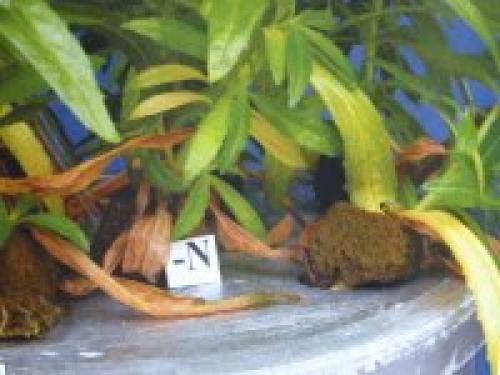 Какие признаки того, что растению не хватает питательных веществ. Дефицит определенного элемента провоцирует характерные симптомы: