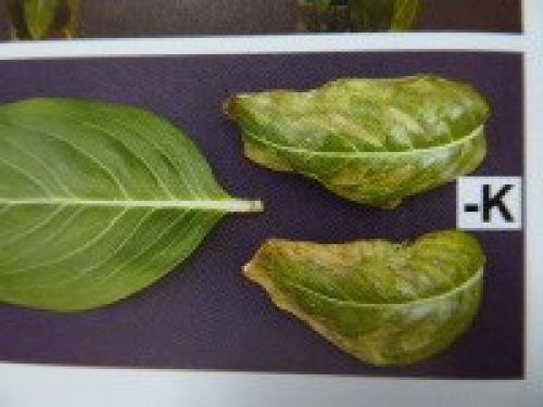 Какие признаки того, что растению не хватает питательных веществ. Дефицит определенного элемента провоцирует характерные симптомы: