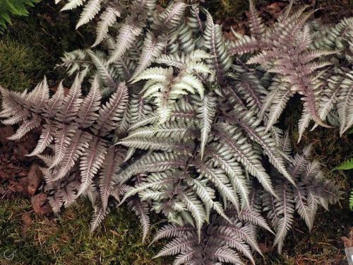 Папоротник в саду польза и вред. Сорта папоротников
