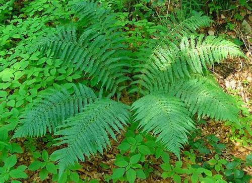 Папоротник в саду польза и вред. Сорта папоротников