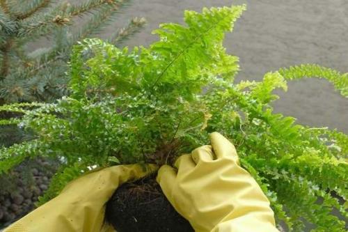 Садовый папоротник. Папоротник в саду: посадка и уход