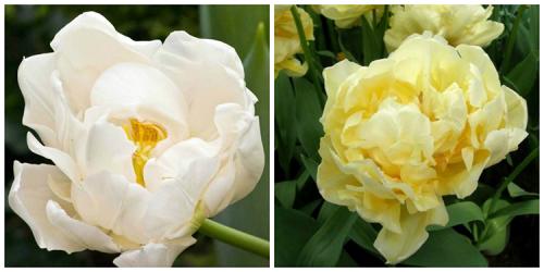 Посадка тюльпанов в грунт. Выращивание тюльпанов в открытом грунте: правила и рекомендации