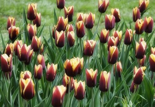 Посадка тюльпанов в грунт. Выращивание тюльпанов в открытом грунте: правила и рекомендации